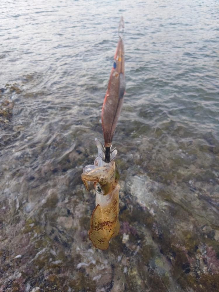 爆風エギングIN対馬