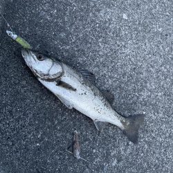 久しぶりの お魚