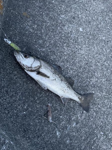 久しぶりの お魚