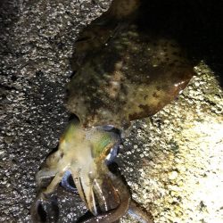 サイズがいまいち