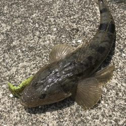 チニングでマゴチ&キビレGET