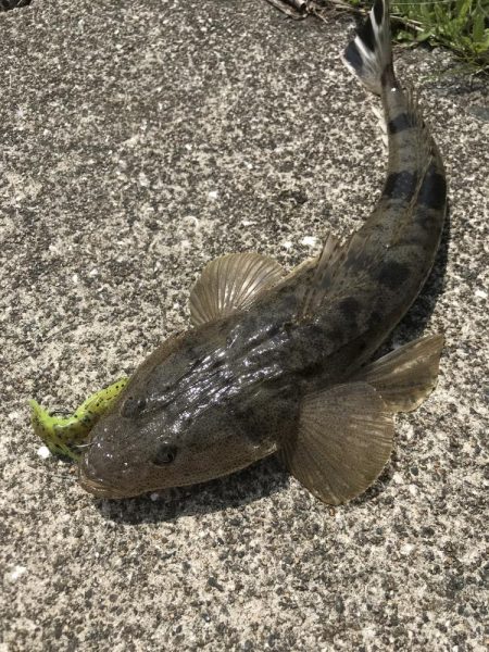 チニングでマゴチ&キビレGET