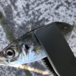投げサビキでアジとサバ大漁