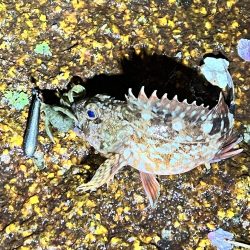 チヌさんはどこ?