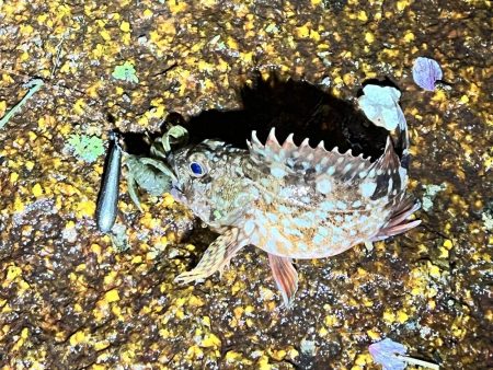 チヌさんはどこ?