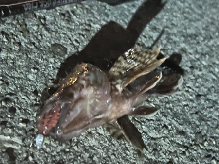 0.08号　PFラインの実力は？