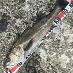 ランカーゲットならず(T_T)