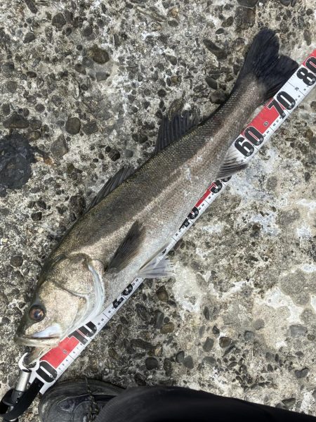 ランカーゲットならず(T_T)