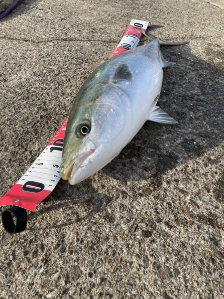 ★★青物初釣りでとんでも無い事が★★