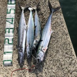 いつものご近所釣行