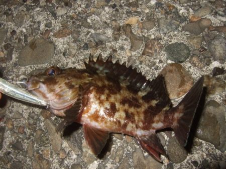 ベイトフィネスメバル　夜光虫に苦戦