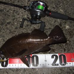 シーバス＆メバルプラッギング