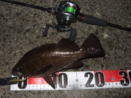 シーバス＆メバルプラッギング