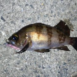 雨上がりでメバリング