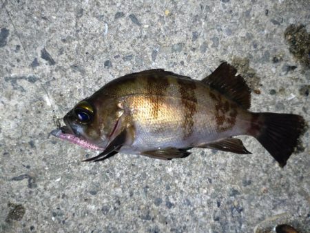 雨上がりでメバリング