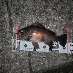 雨上がりのメバリング