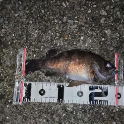 小雨の中のメバリング