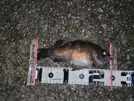 小雨の中のメバリング