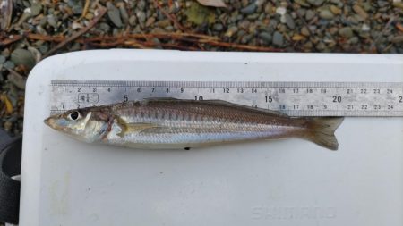 早場のキス釣り