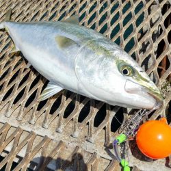 じっと我慢のメジロ