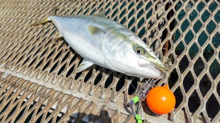 じっと我慢のメジロ