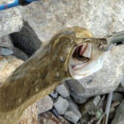 釣り人おらずも魚はいます