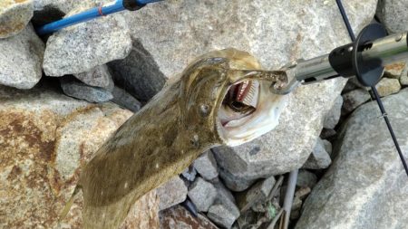 釣り人おらずも魚はいます