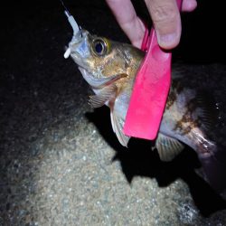 潮位高のメバリング