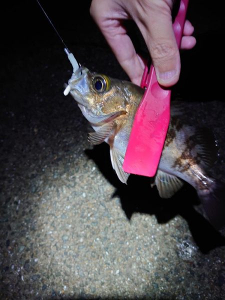 潮位高のメバリング