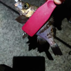 連日メバリング