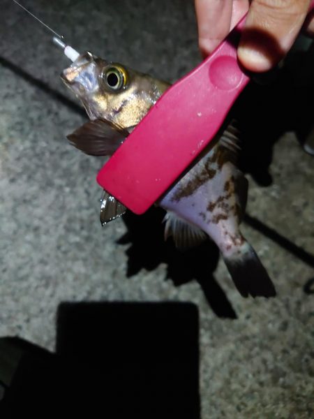 連日メバリング