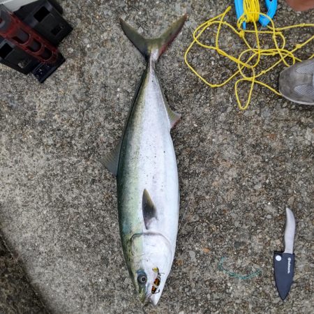 ルアーで初めてのブリ！