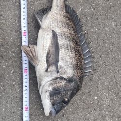 マダイ狙いが良型マチヌ