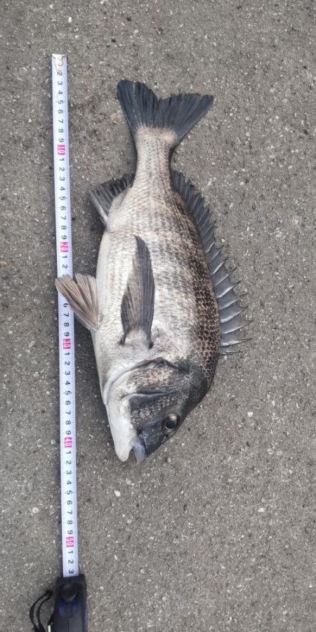 マダイ狙いが良型マチヌ