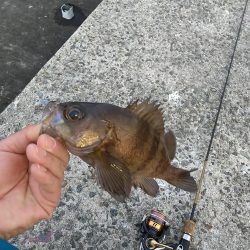 カサゴ狙いでライトワインド☆