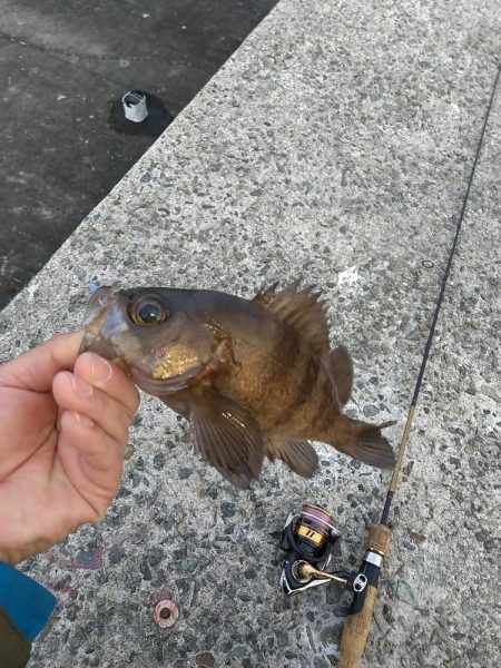 カサゴ狙いでライトワインド☆