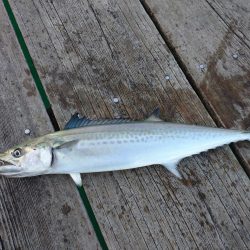 筏ショアジギングでサゴシ