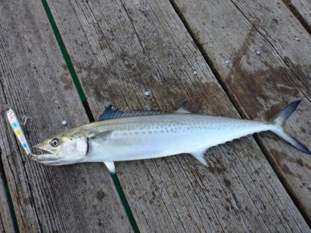 筏ショアジギングでサゴシ