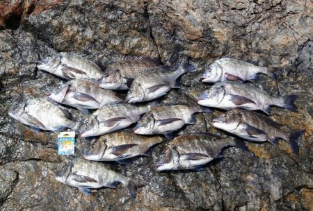 ノッコミ祭開催中？