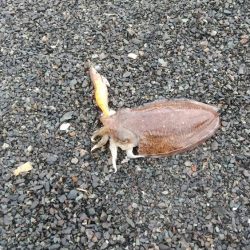 コウイカゲット