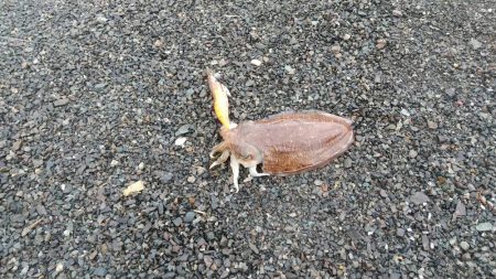 コウイカゲット