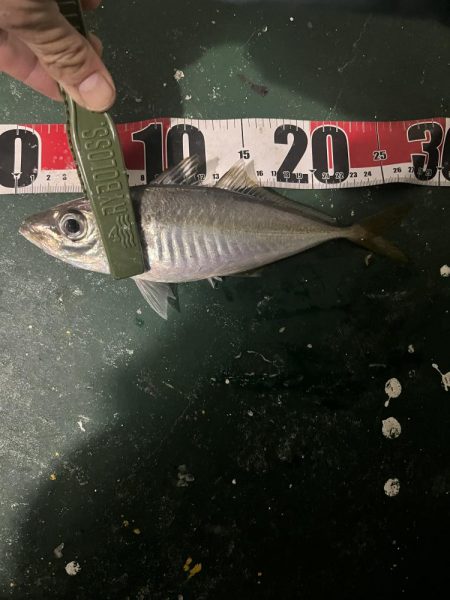 大在でデカアジ狙い