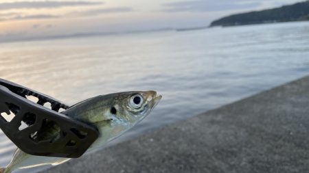 アジは朝が一番