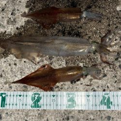 ヤリイカ２日目