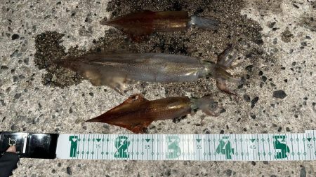 ヤリイカ２日目