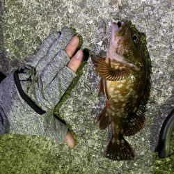 小アジ.ガシラ.キンポ