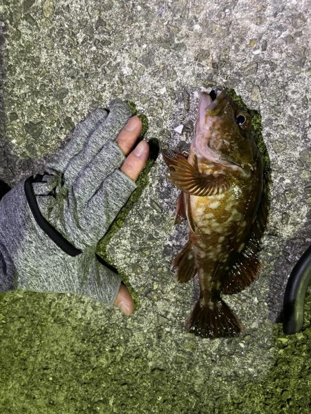 小アジ.ガシラ.キンポ