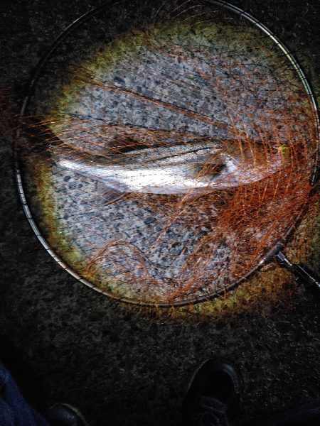 シーバス　難易度Aクラスだと思います