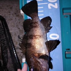 春がきたか?久々二桁