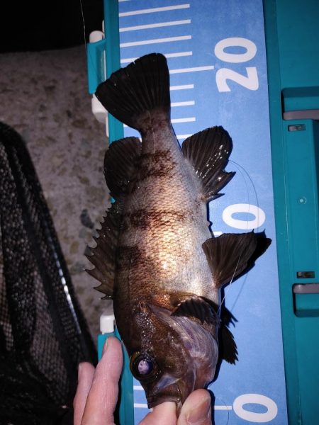 春がきたか？久々二桁